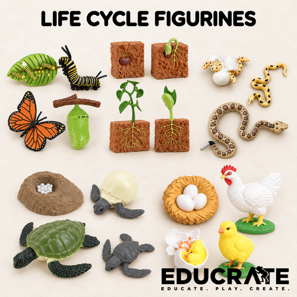 EducratePH Life Cycle Figurines of Animals, Insect, Plant and Butterfly