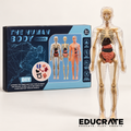 EducratePH Transparent Human Body Model | DIY Anatomy & Skeleton Science Learning Toy for Kids 6+Make learning about the human body
