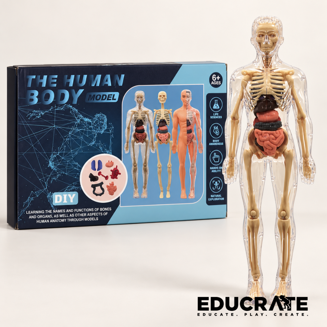 EducratePH Transparent Human Body Model | DIY Anatomy & Skeleton Science Learning Toy for Kids 6+Make learning about the human body